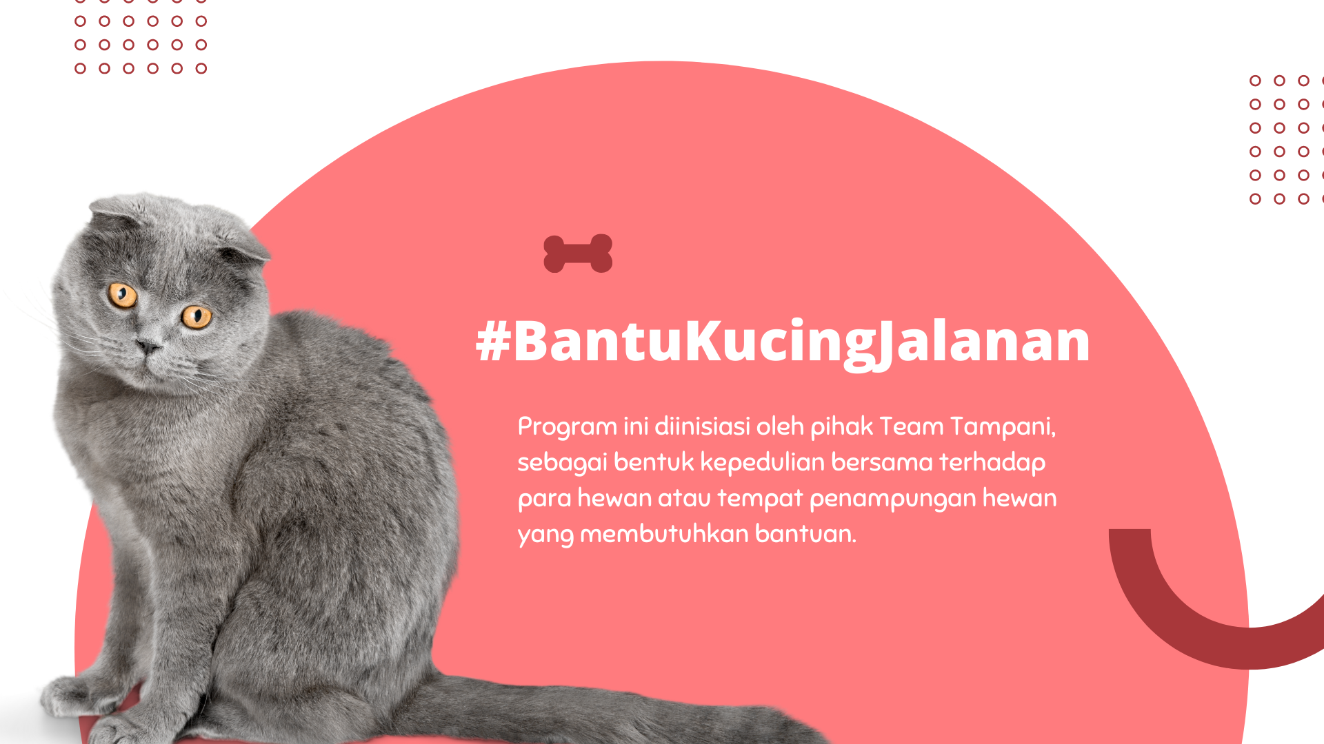 Program BantuKucingJalanan 